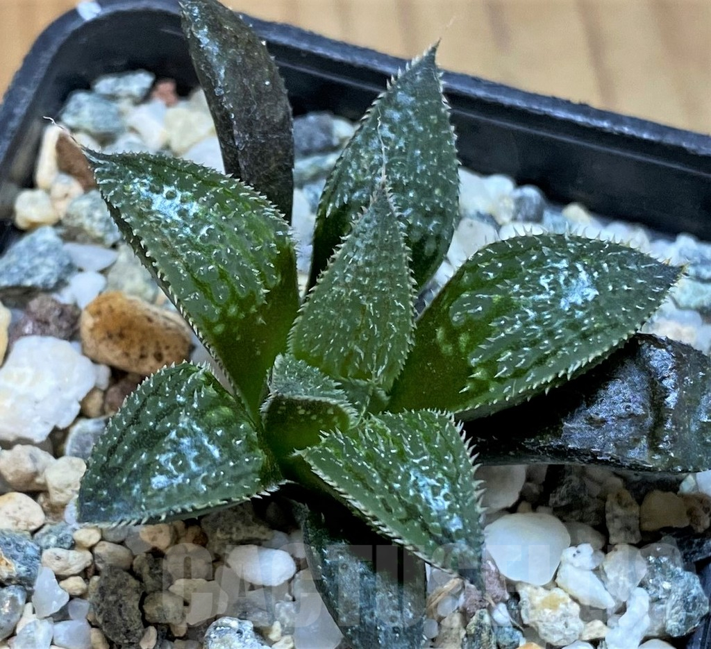 SH15671 Haworthia mirabilis v. pilosa