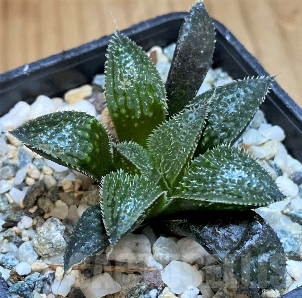 SH15671 Haworthia mirabilis v. pilosa - Image 2