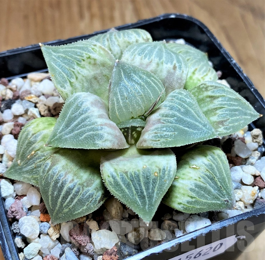 SH15620 Haworthia 'Himedono' x wimii x 'Ginsekai' - Image 2