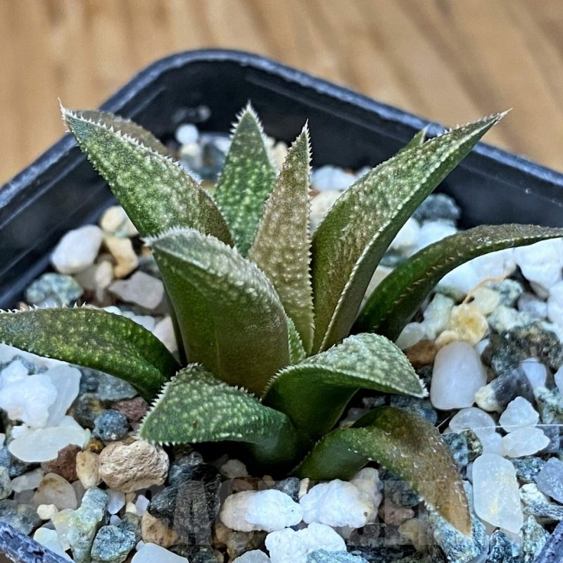 SH15672 Haworthia metallica x parxiana