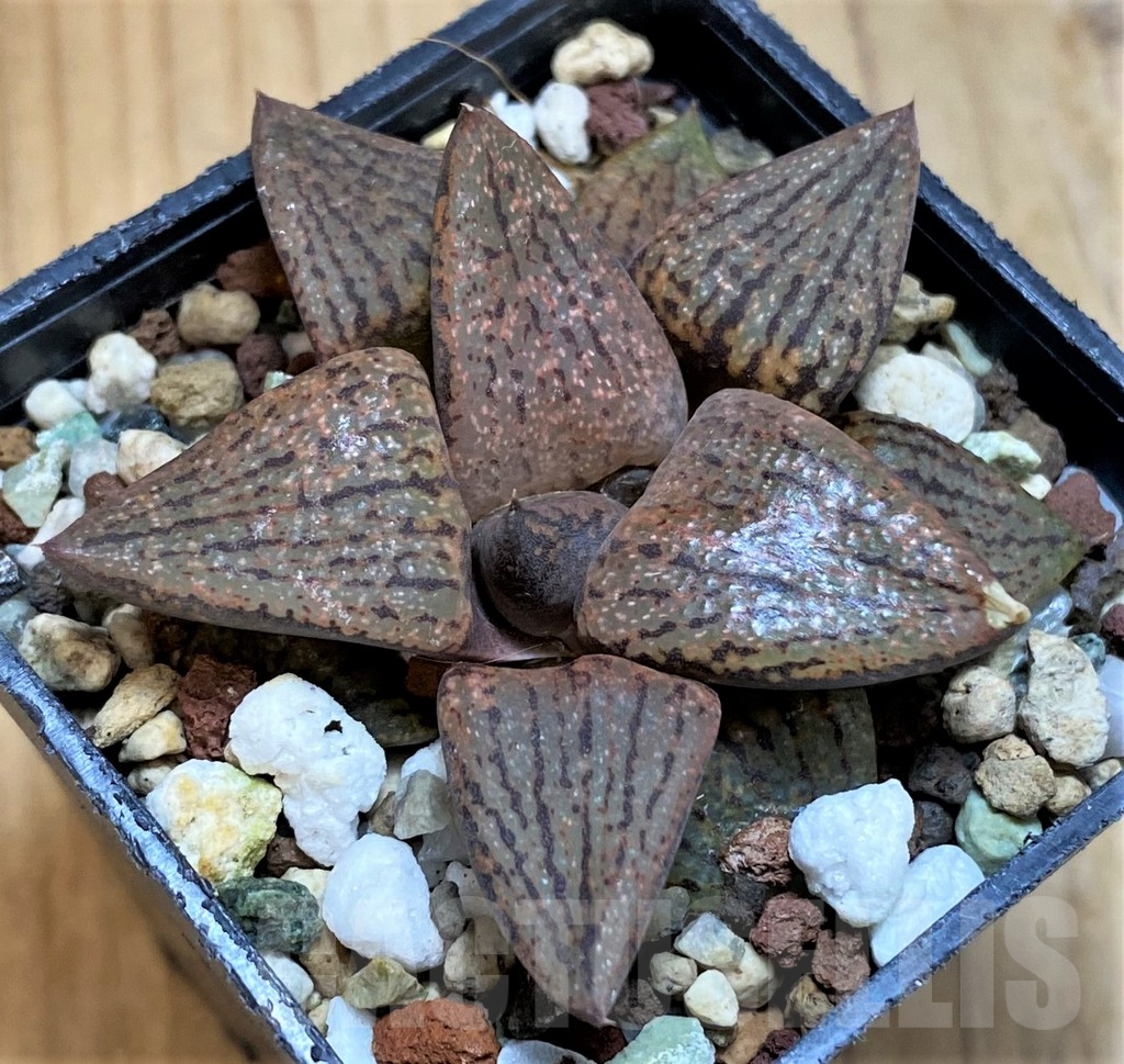 SH15673 Haworthia picta v. janvlokii, seedling - 画像 (2)