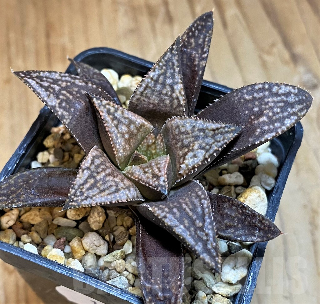 SH15674 Haworthia splendens hybrid PP 140, ex Artisan – Bild 2
