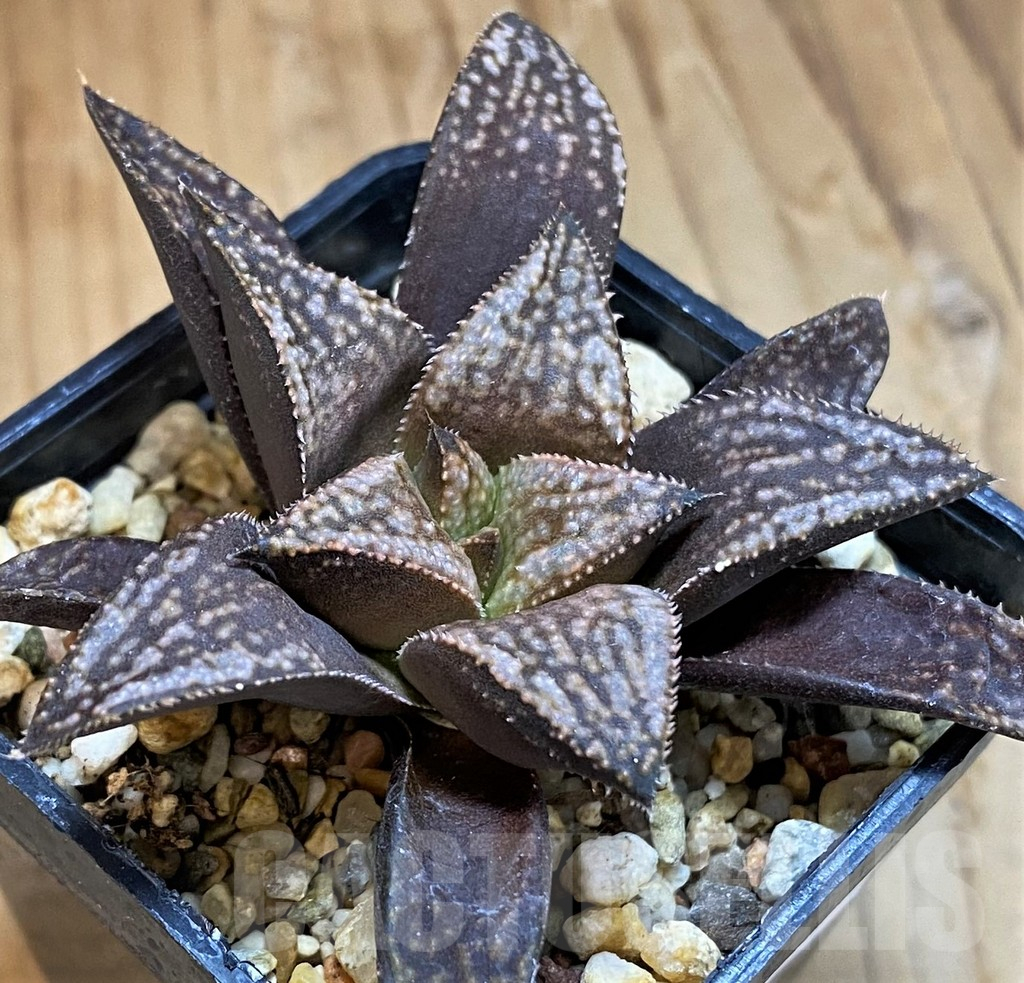 SH15674 Haworthia splendens hybrid PP 140, ex Artisan