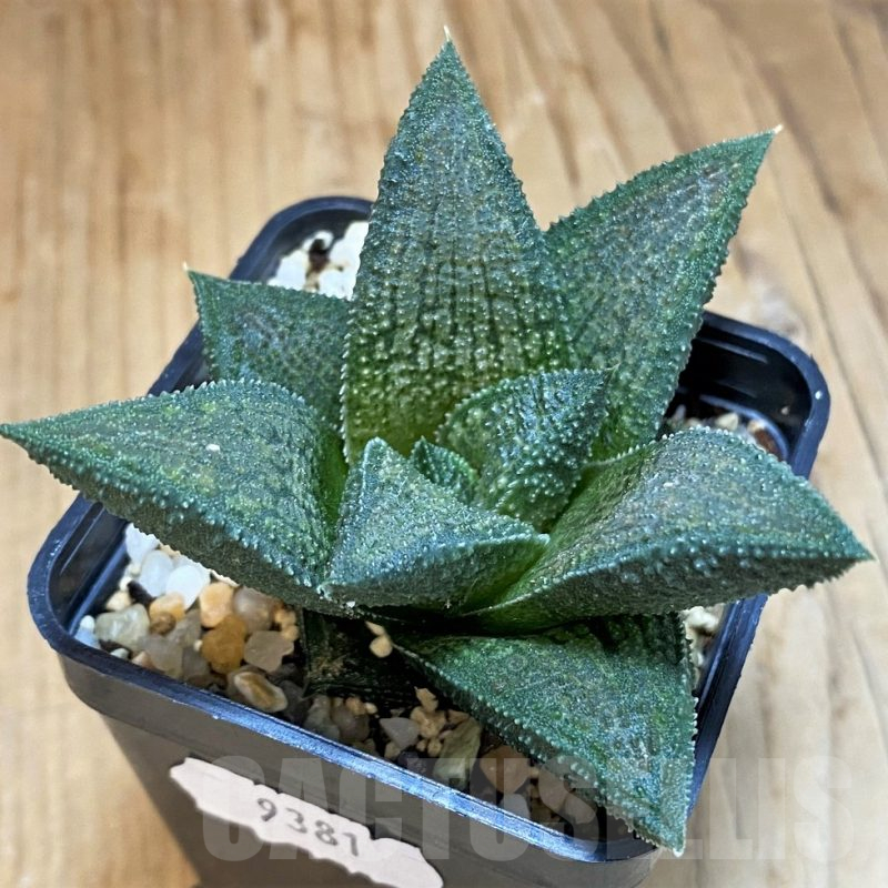 SH15677 Haworthia koelmaniorum T3 PHCX-DA1T