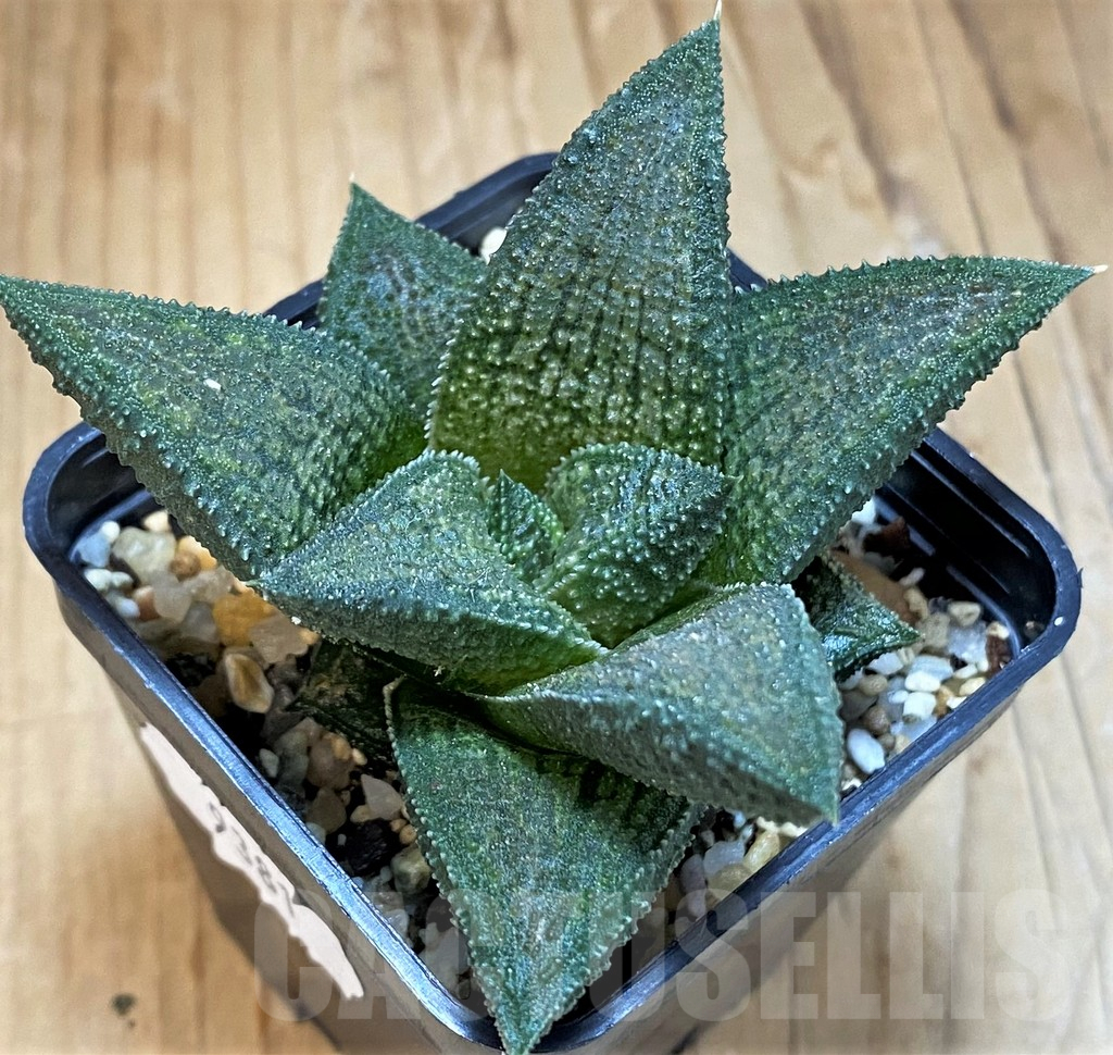 SH15677 Haworthia koelmaniorum T3 PHCX-DA1T - Image 2