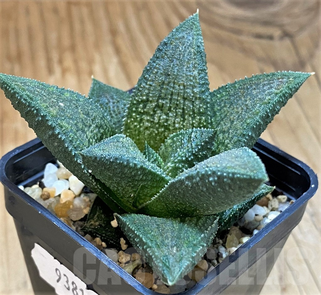 SH15677 Haworthia koelmaniorum T3 PHCX-DA1T - Image 3