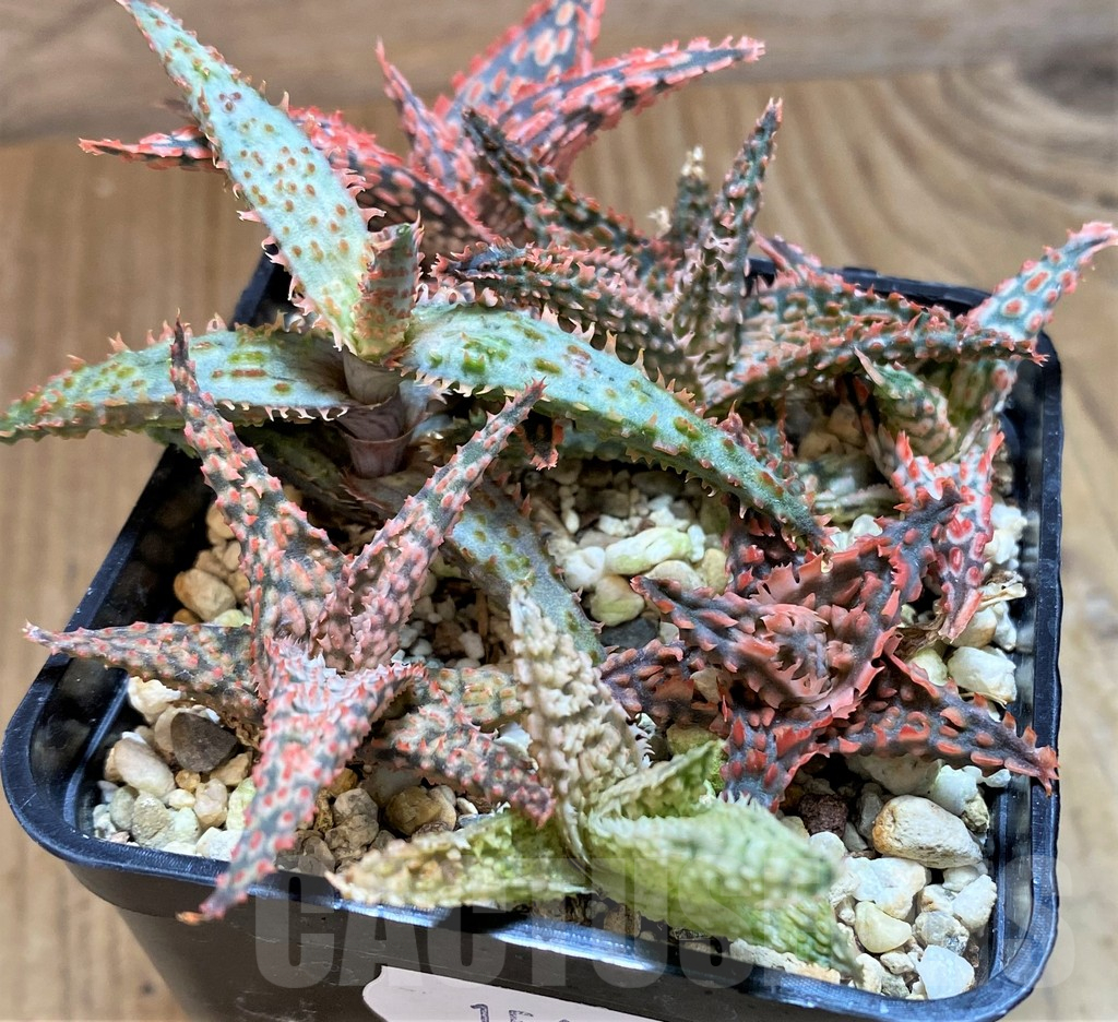 SH15615 Aloe TCT hybrid mix - Obrázek 2
