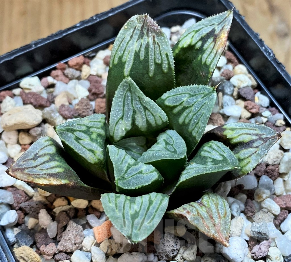 SH15621 Haworthia mutica 'Byakuya' hybrid