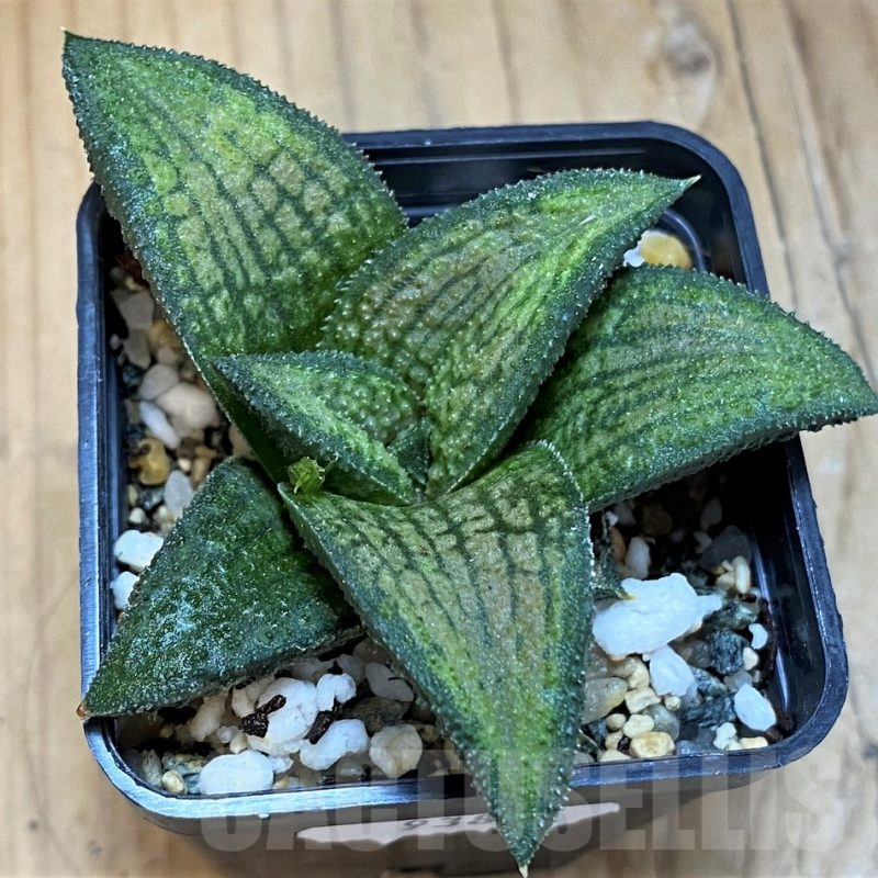 SH15678 Haworthia koelmaniorum T1