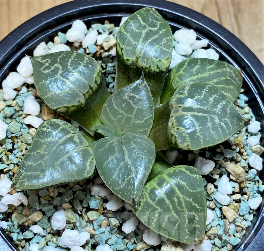 SH15679 Haworthia bayeri ‘Crystal’