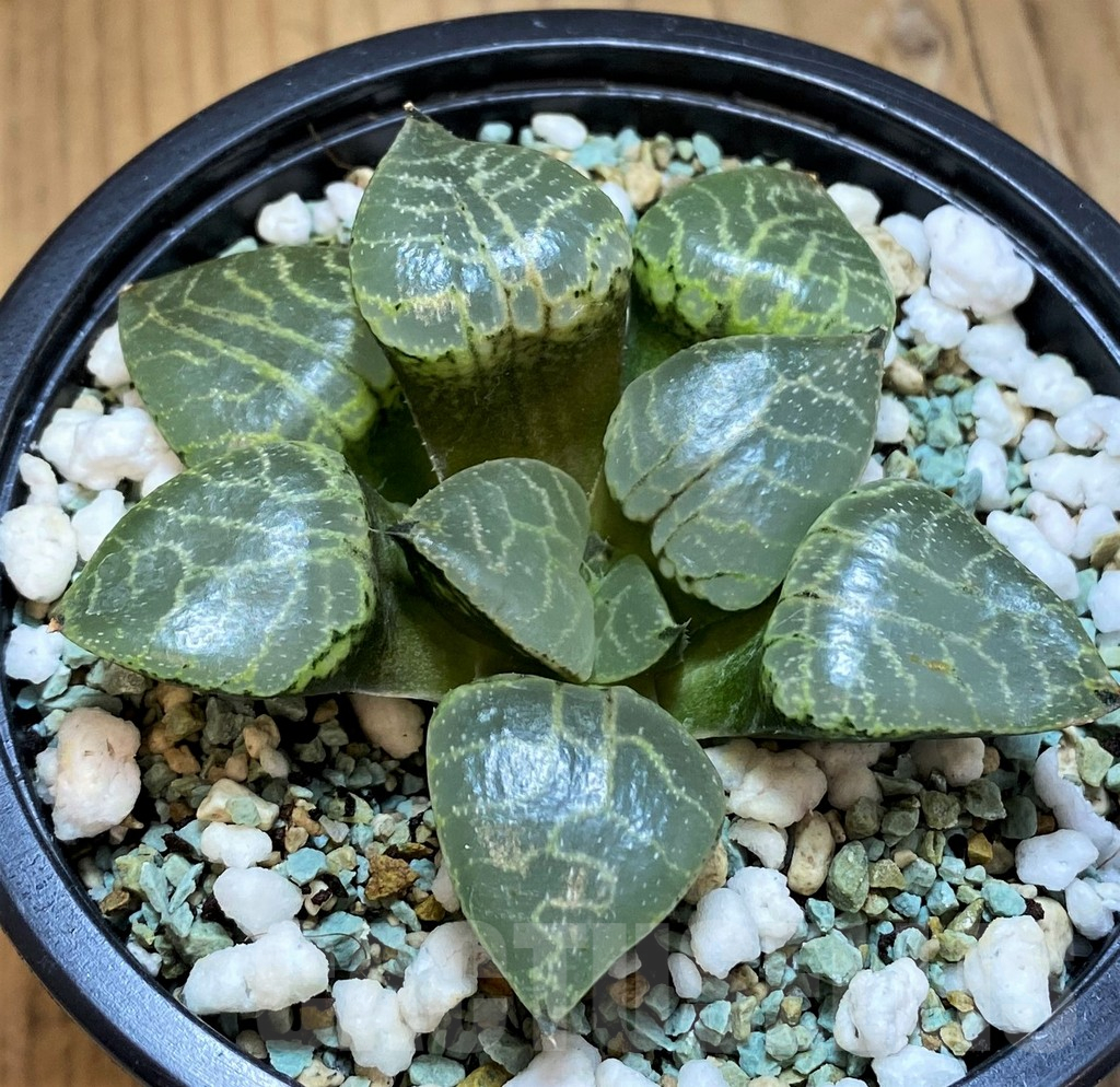 SH15679 Haworthia bayeri ‘Crystal’ - immagine 2