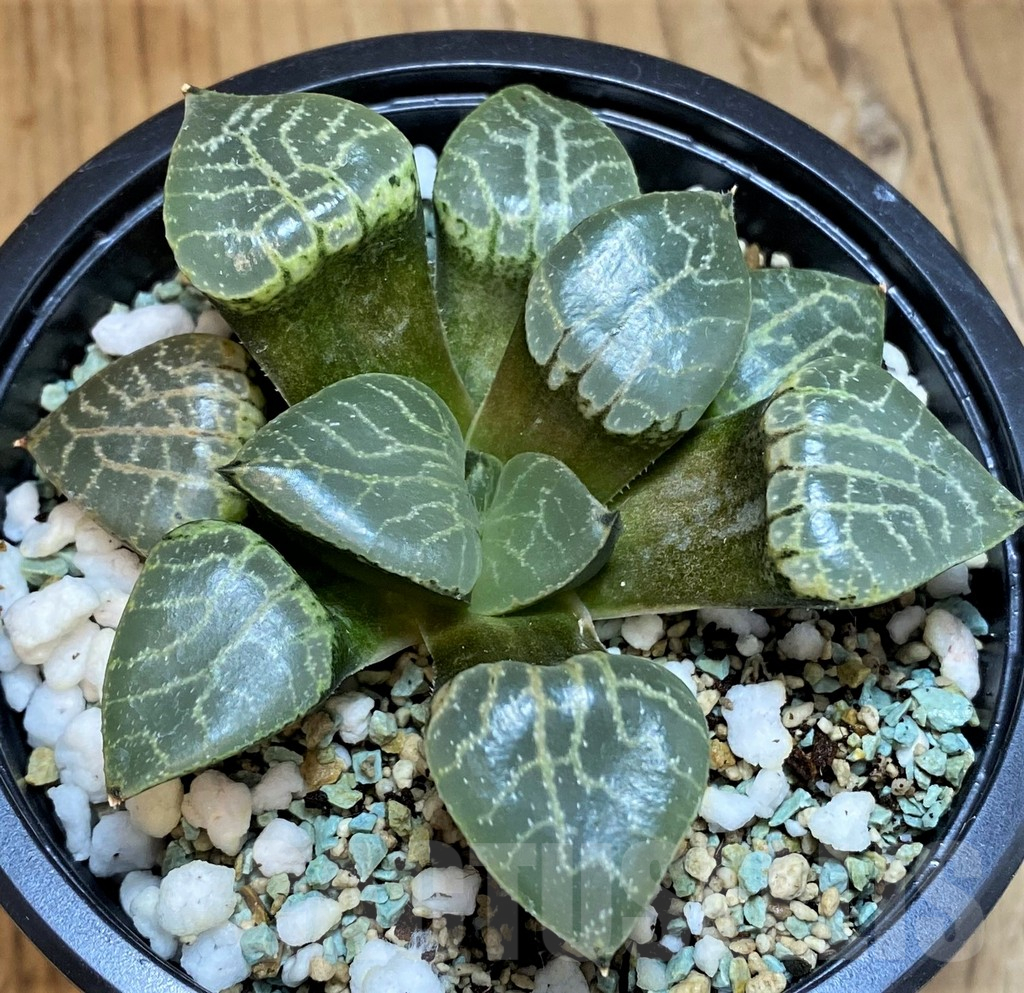 SH15680 Haworthia bayeri ‘Crystal’ - Obrázek 2