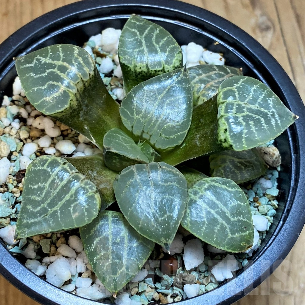SH15680 Haworthia bayeri ‘Crystal’