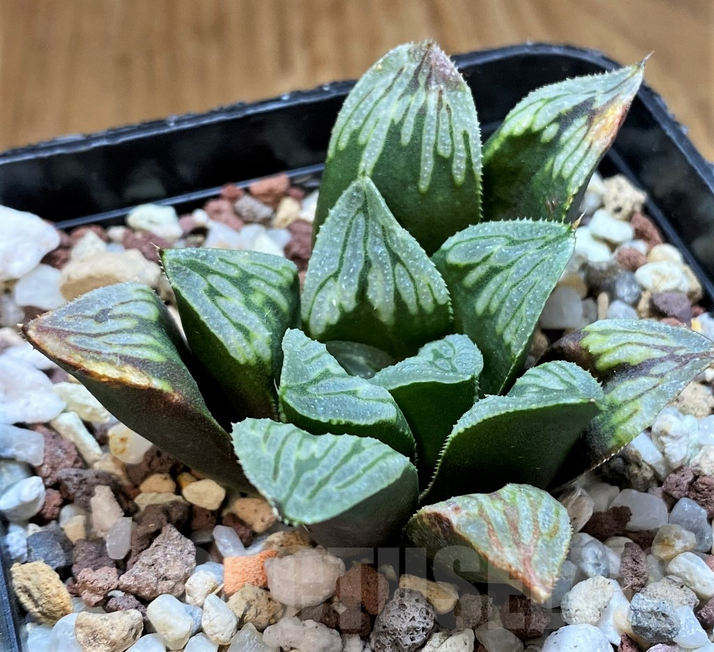 SH15621 Haworthia mutica 'Byakuya' hybrid - Image 2