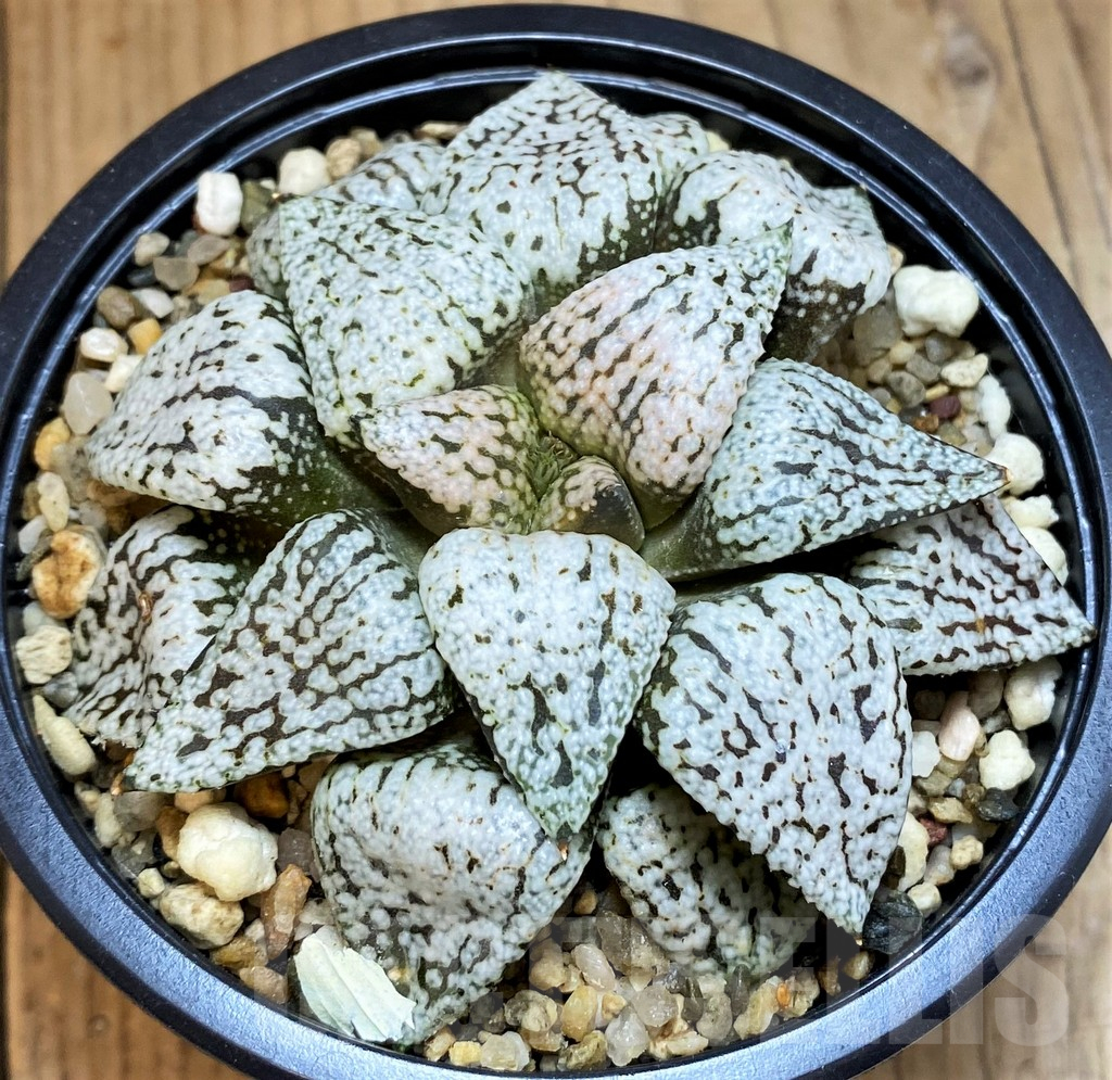 SH15681 Haworthia picta ‘White Magic’ - Image 2