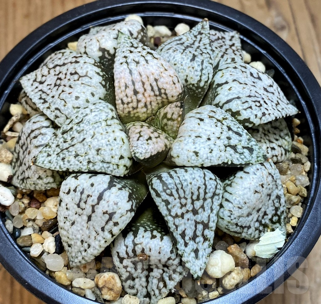 SH15681 Haworthia picta ‘White Magic’