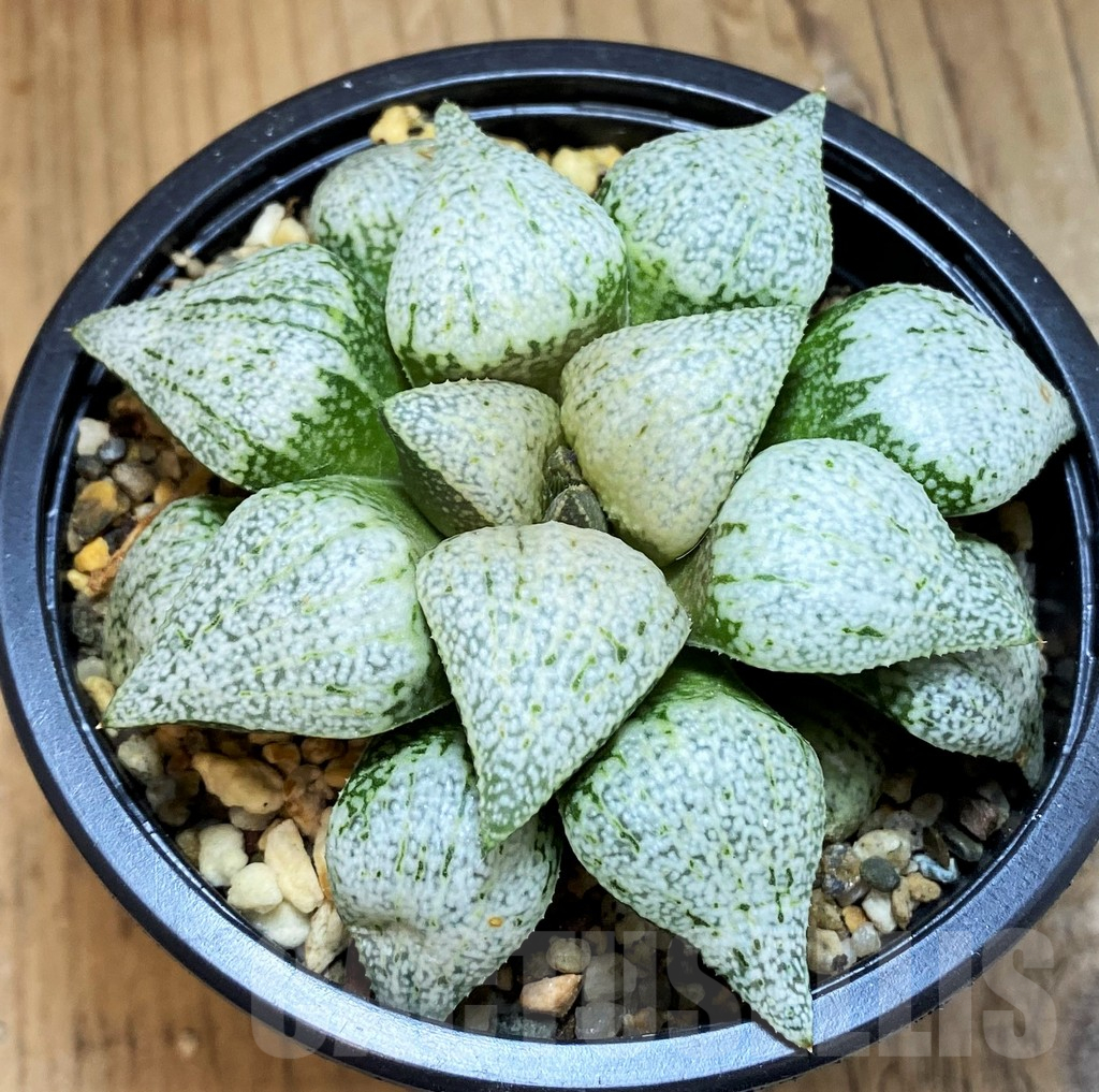 SH15682 Haworthia picta ‘White Magic’ - Image 2