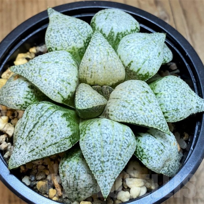 SH15682 Haworthia picta ‘White Magic’