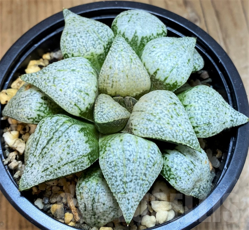 SH15682 Haworthia picta ‘White Magic’