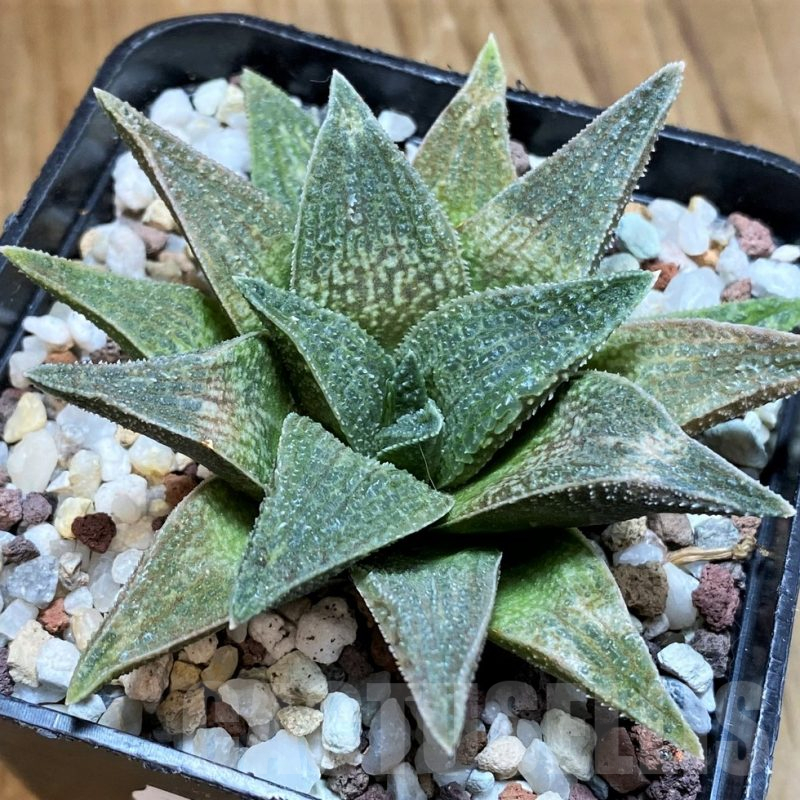 SH15623 Haworthia 'Alligator'