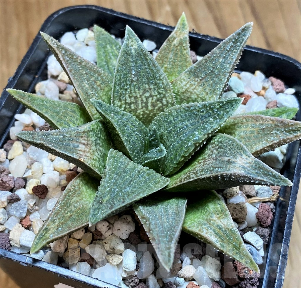 SH15623 Haworthia 'Alligator'