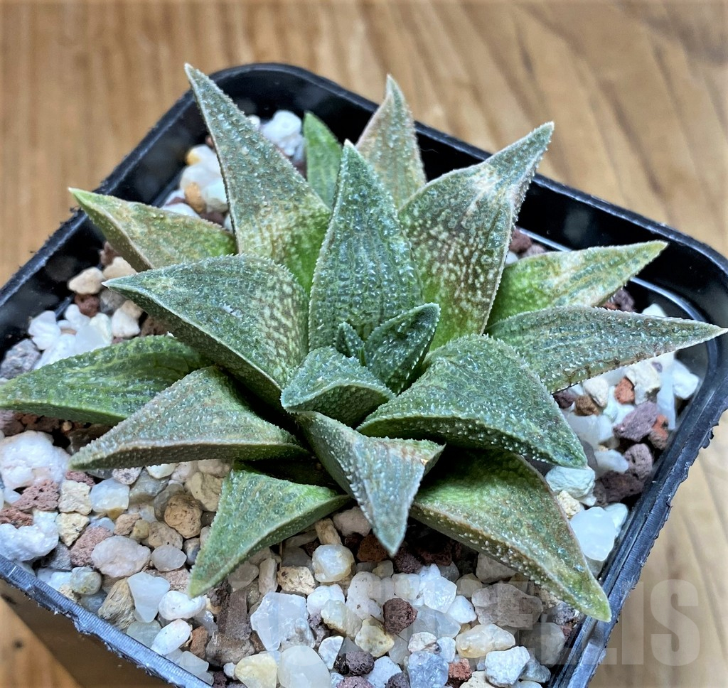 SH15623 Haworthia 'Alligator' - Image 2
