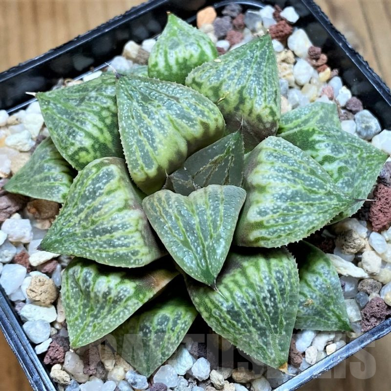 SH15624 Haworthia retusa x bayeri SH