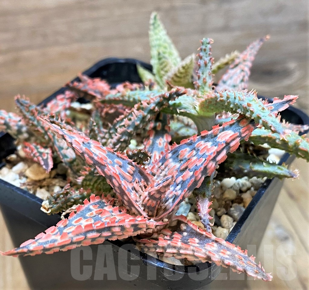 SH15615 Aloe TCT hybrid mix