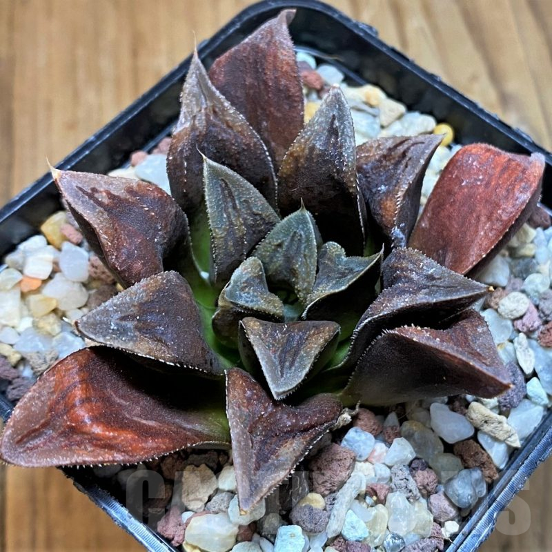 SH15625 Haworthia 'Chocolate'