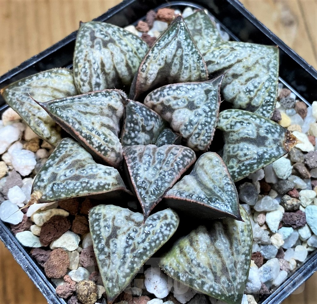 SH15626 Haworthia splendens ‘Hana Aoi’