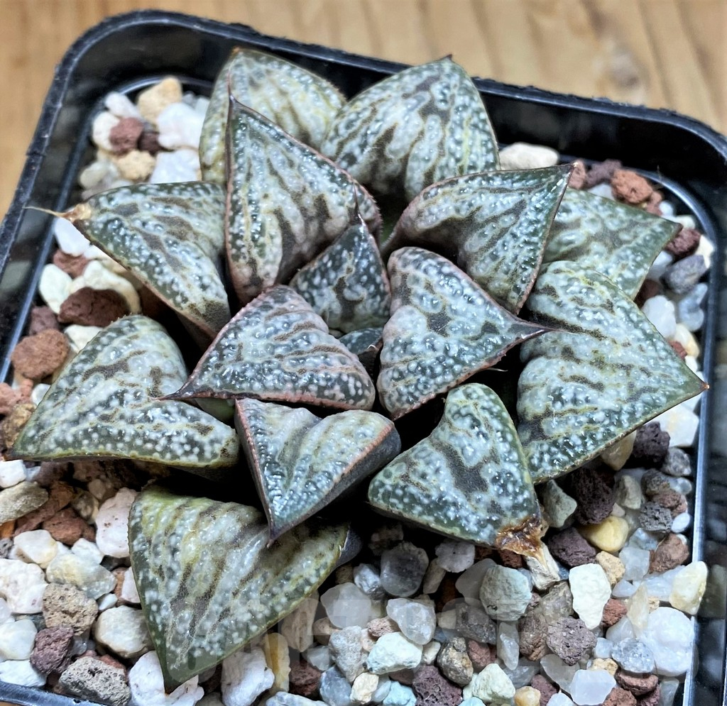 SH15626 Haworthia splendens ‘Hana Aoi’ - immagine 2