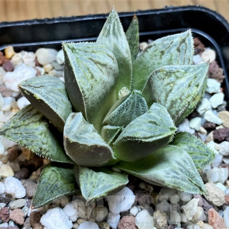 SH15627 Haworthia 'Ginsekai' hybrid