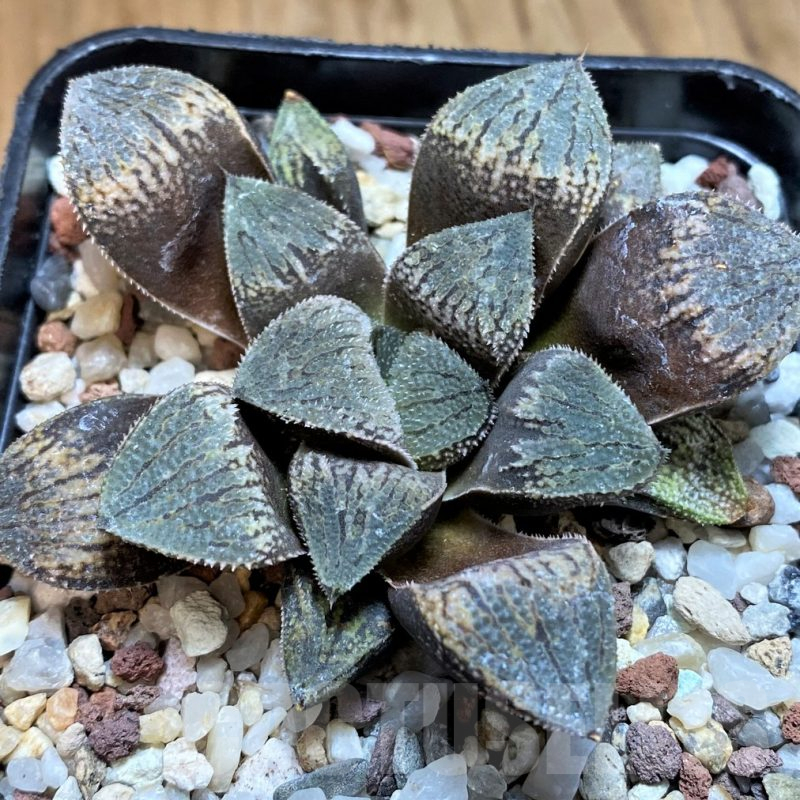 SH15628 Haworthia picta x 'Kegazato' hybrid F2