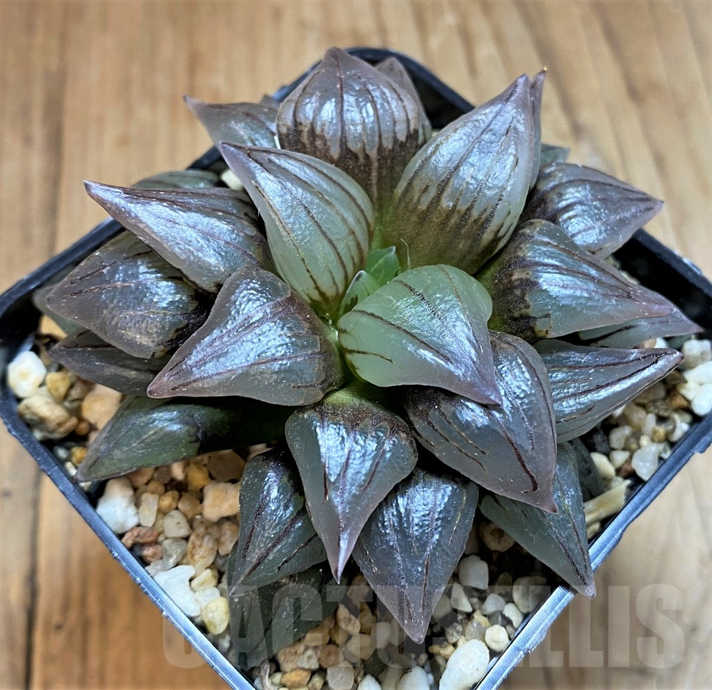SH15632 Haworthia atrofusca 'Watermelon'