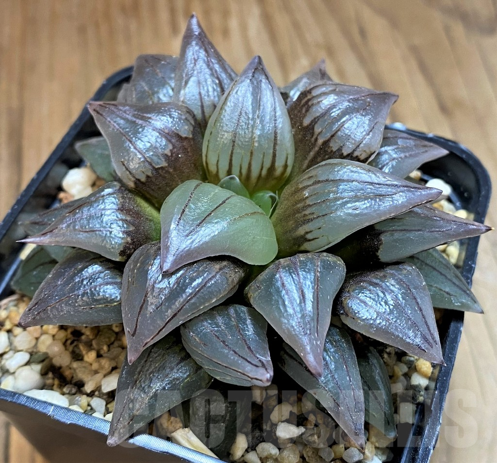 SH15632 Haworthia atrofusca 'Watermelon' - Obrázek 2