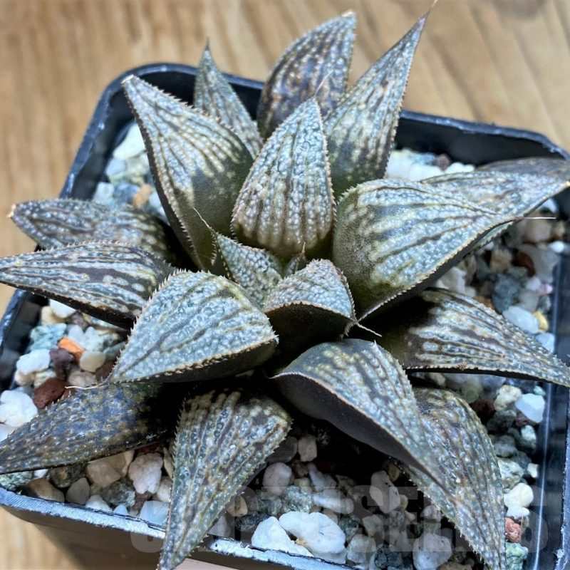 SH15616 Haworthia 'Bev's wonder' hybrid