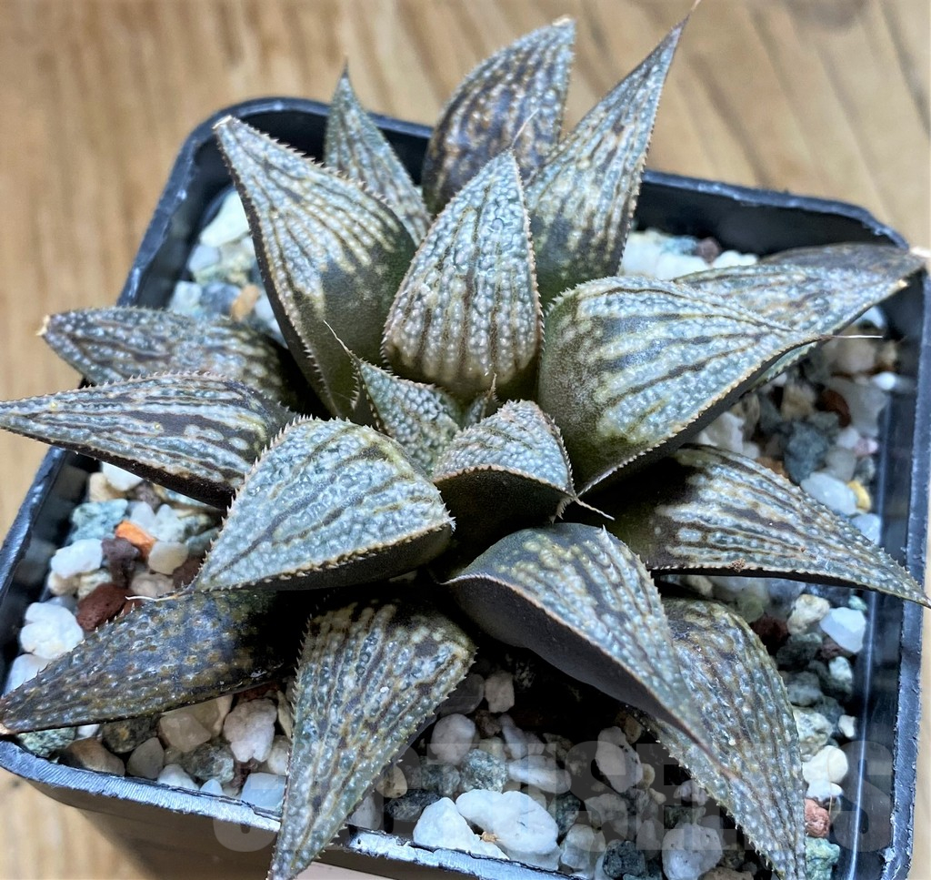 SH15616 Haworthia 'Bev's wonder' hybrid