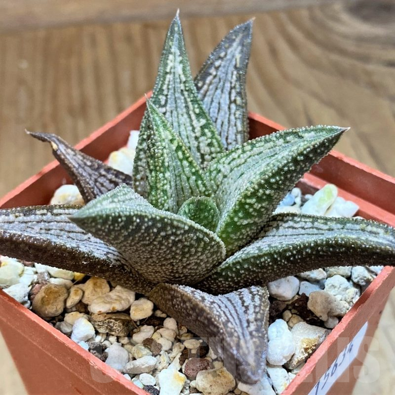 SH15634 Haworthia 'Kintaikyo'