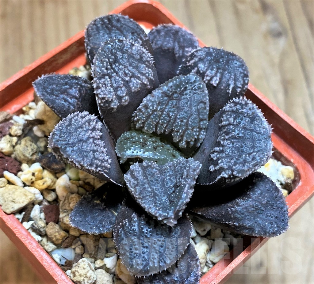 SH15635 Haworthia 'Mordor'
