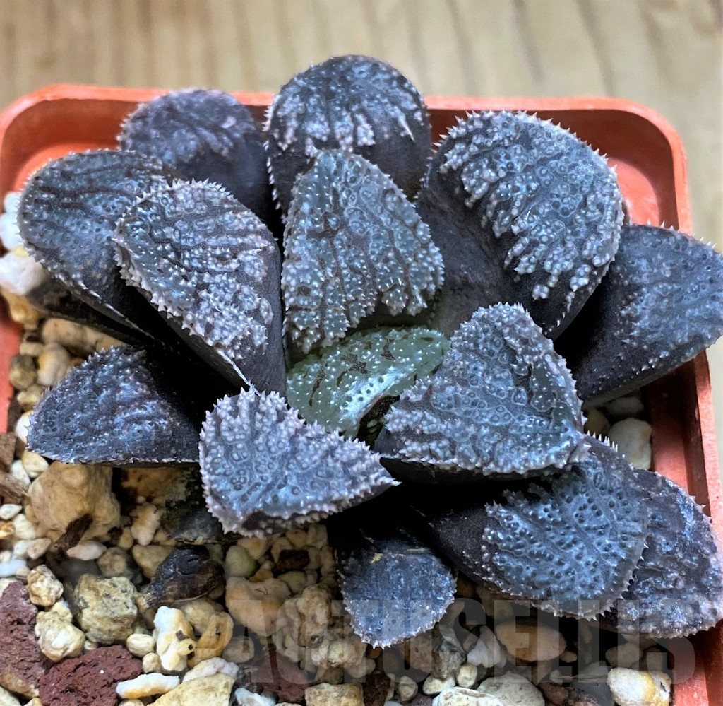 SH15635 Haworthia 'Mordor' - Image 3
