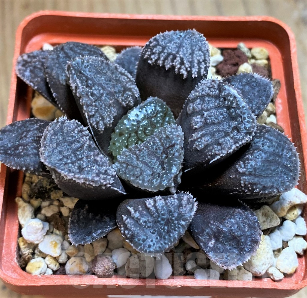 SH15635 Haworthia 'Mordor' - Image 2