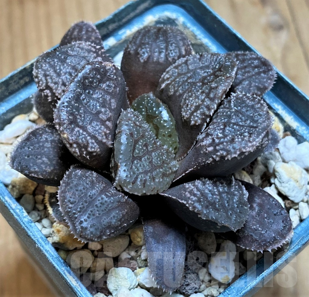 SH15636 Haworthia 'Mordor' - 画像 (2)