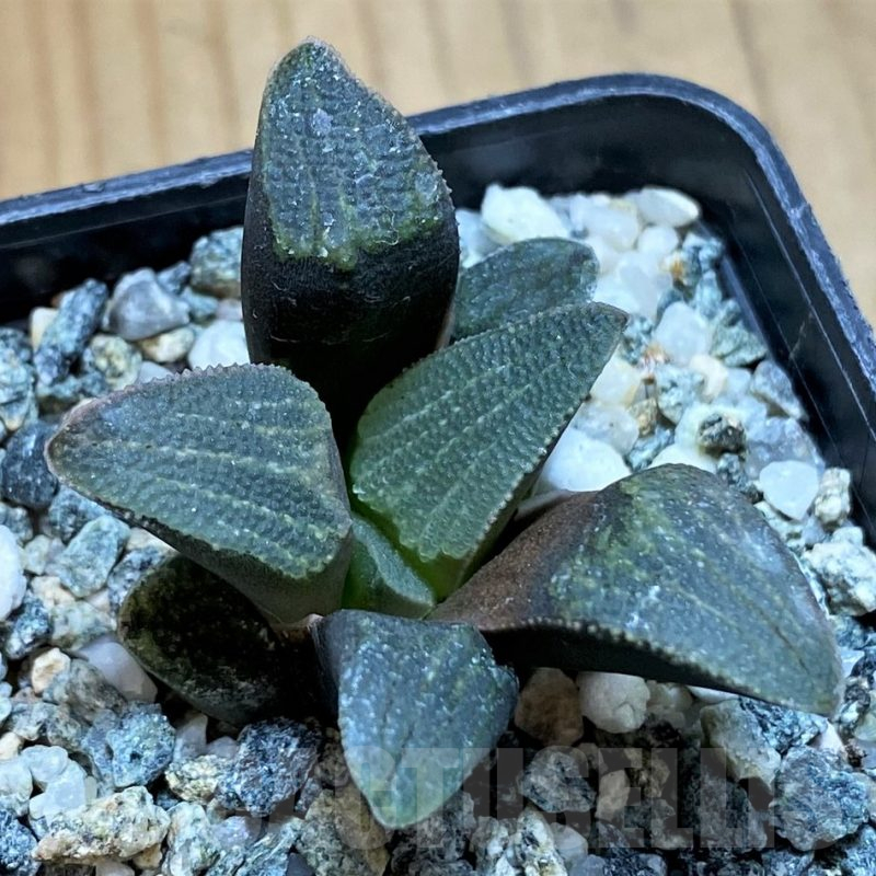SH15638 Haworthia pygmaea -Hartenbos hill-