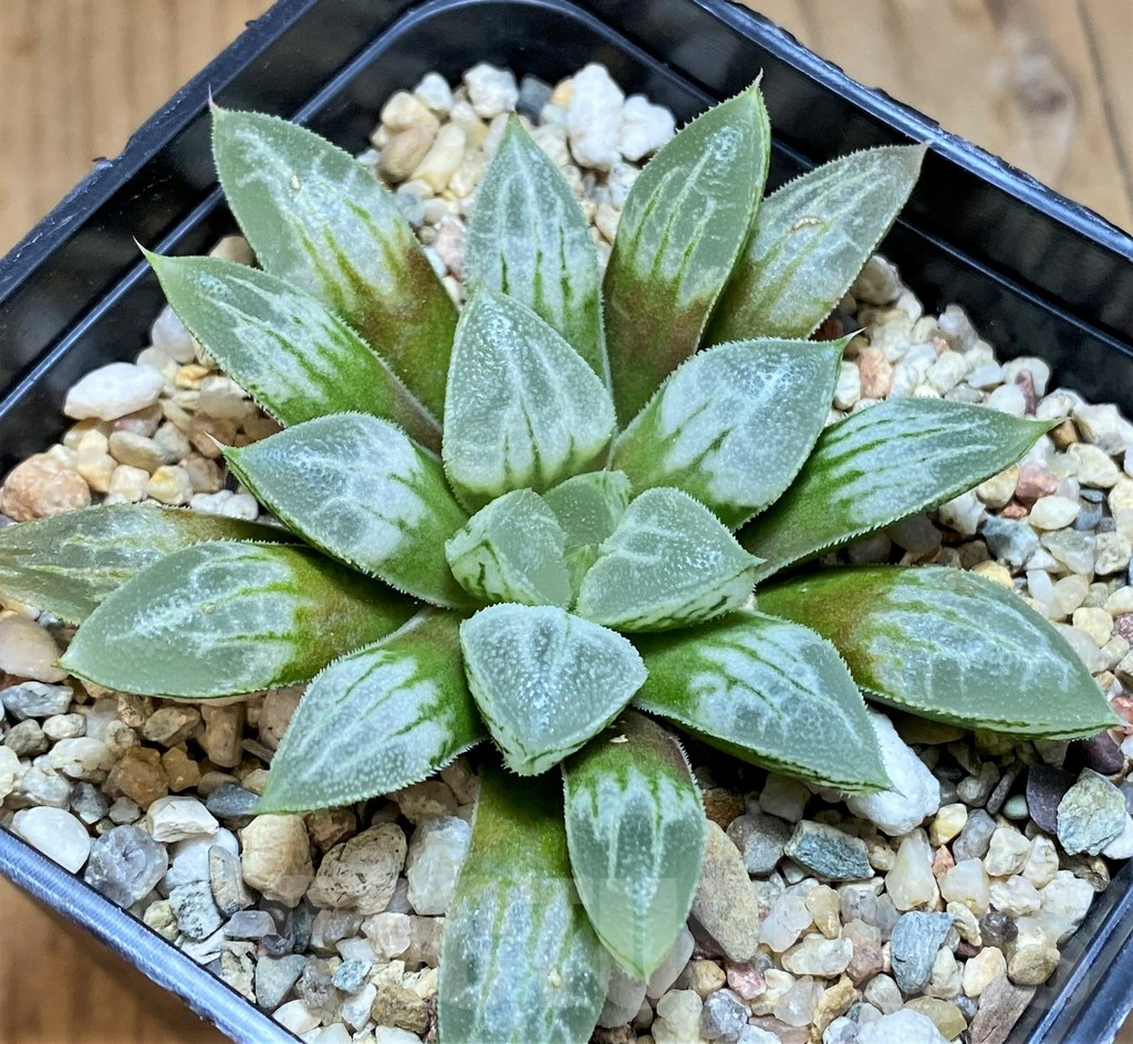 SH15617 Haworthia 'Love Heart' - immagine 2