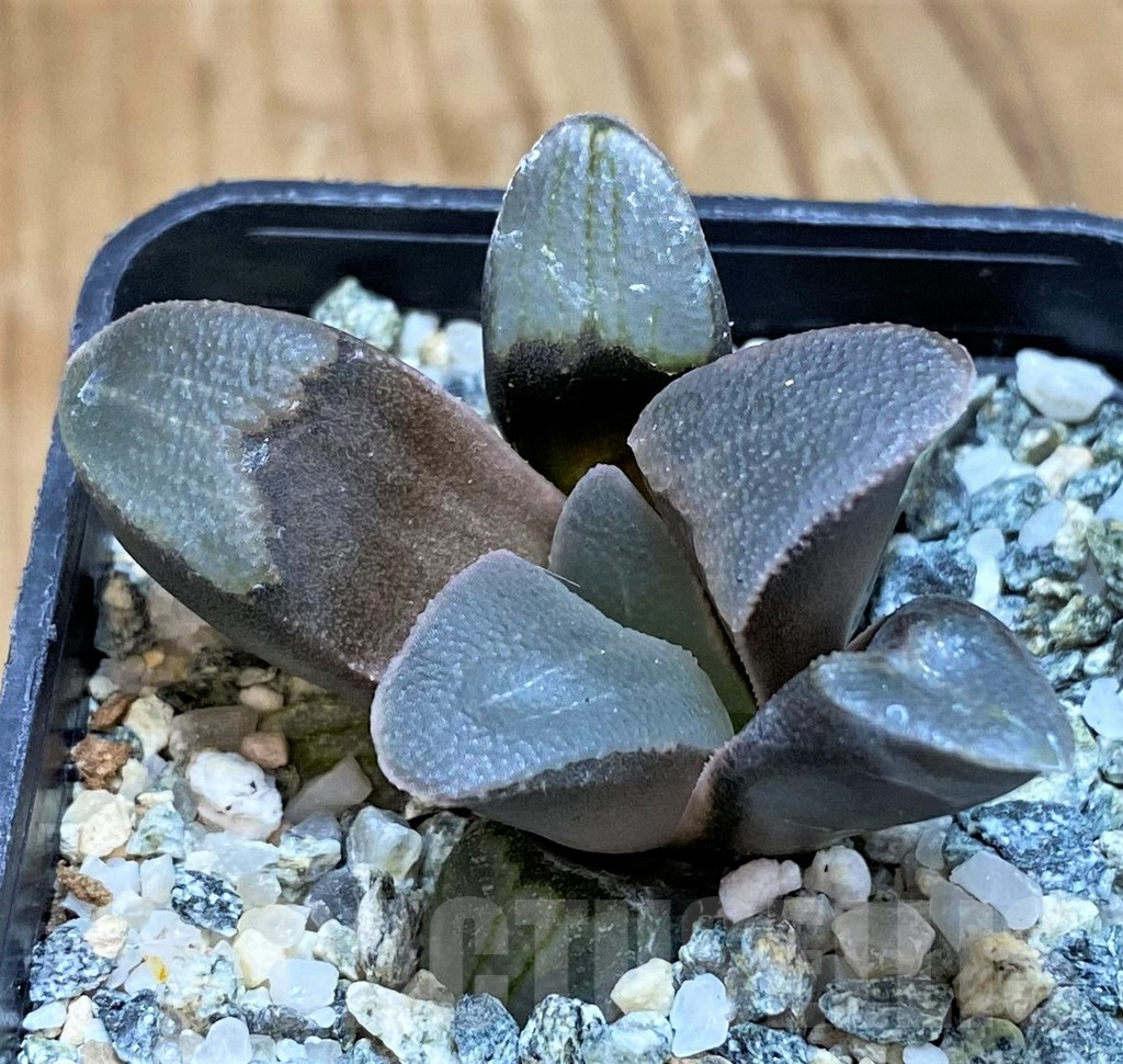 SH15640 Haworthia pygmaea -Hartenbos hill- - Image 2