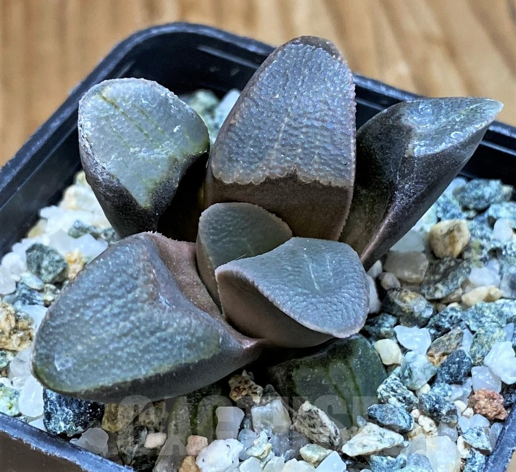 SH15640 Haworthia pygmaea -Hartenbos hill-