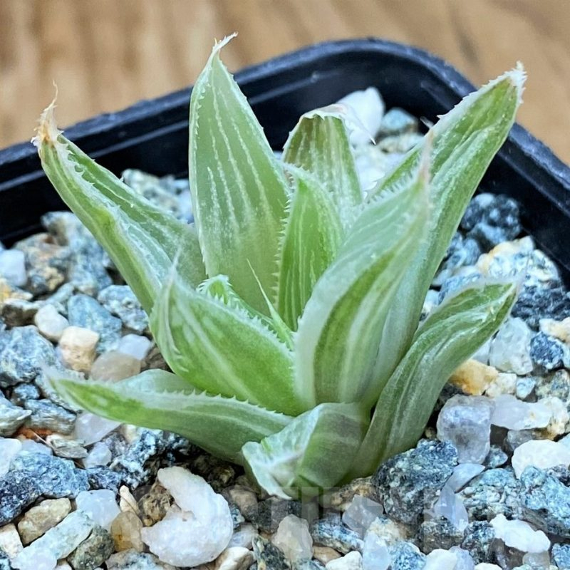 SH15641 Haworthia 'Grey Ghost'
