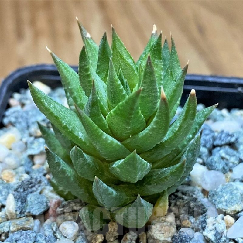 SH15642 Haworthia glauca