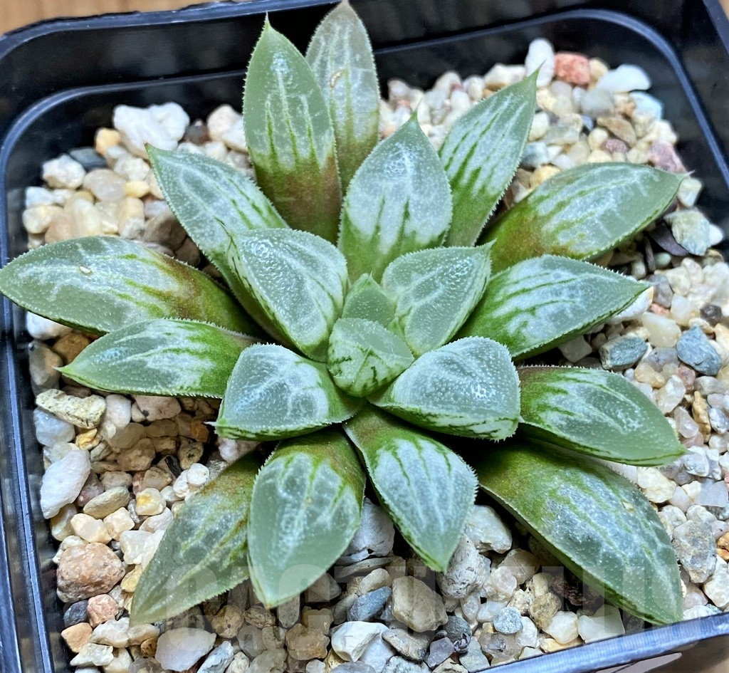 SH15617 Haworthia 'Love Heart'