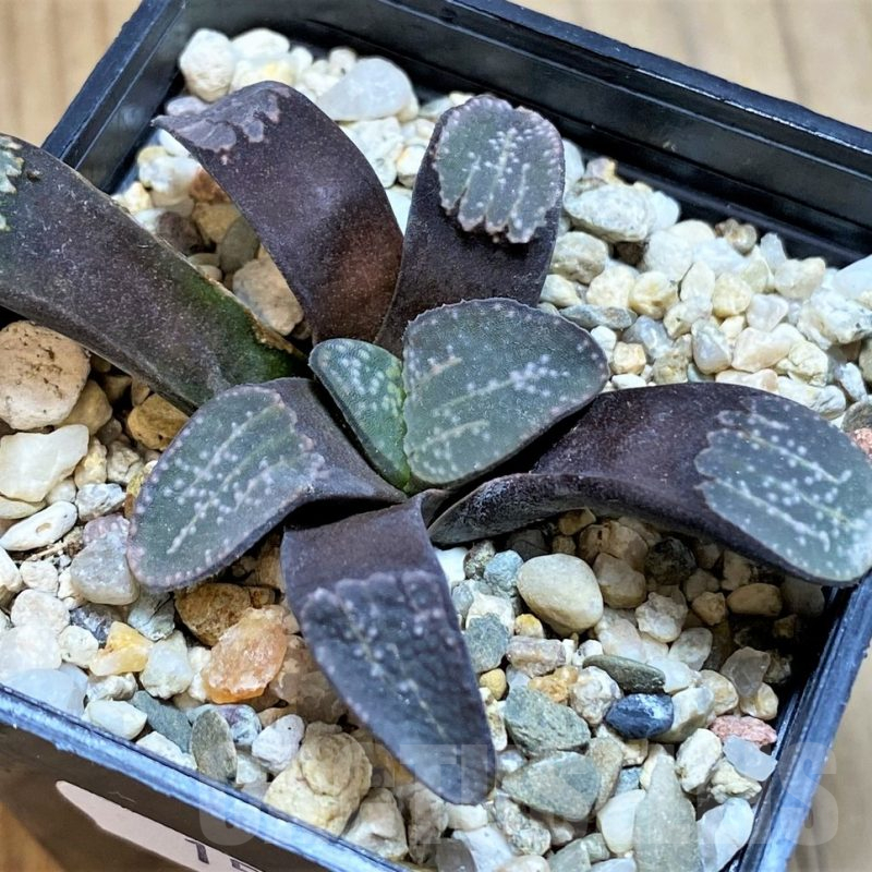 SH15643 Haworthia groenewaldii